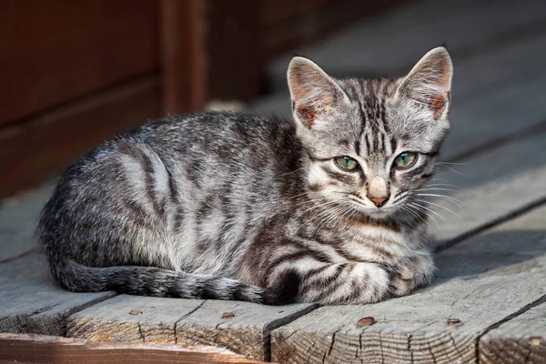 Utcai cica egy gyönyörű tigris szín — Stock Fotó