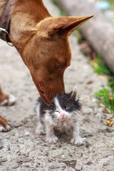 Petit chaton frottant contre le chien de soumission à l'extérieur — Photo