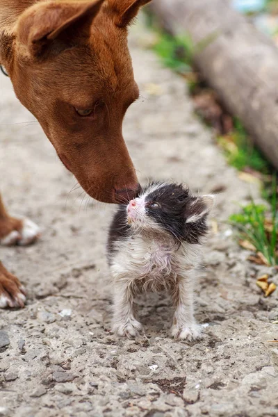 Petit chaton frottant contre le chien de soumission à l'extérieur — Photo