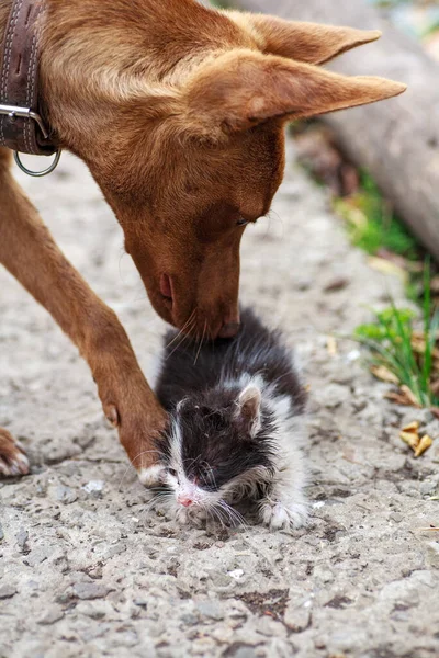 Little kitten rubbing against bid dog outdoors — Stock Photo, Image
