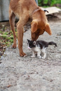 Little kitten rubbing against bid dog outdoors