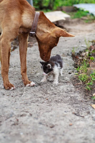 Kleines Kätzchen reibt sich an Hund im Freien — Stockfoto