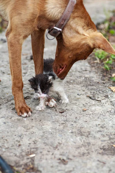 Petit chaton frottant contre le chien de soumission à l'extérieur — Photo