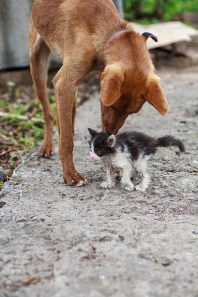 Little kitten rubbing against bid dog outdoors — Stock Photo, Image