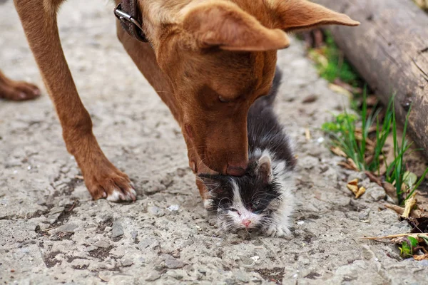 Petit chaton frottant contre le chien de soumission à l'extérieur — Photo