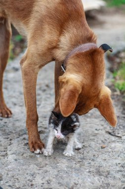 Little kitten rubbing against bid dog outdoors