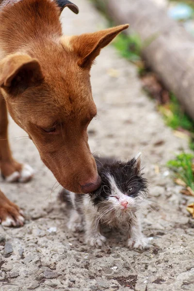 Little kitten rubbing against bid dog outdoors — Stock Photo, Image