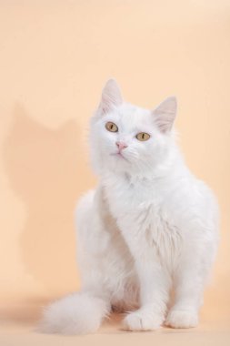 Farklı gözlerle bir sandalyenin üstüne yalan beyaz kedi