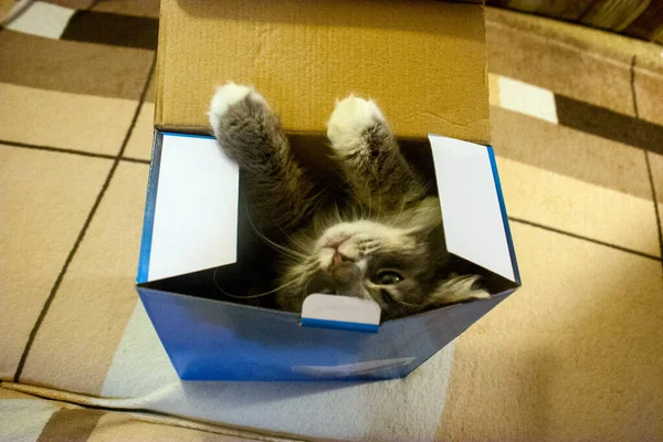 Cat sentado em uma caixa de papelão — Fotografia de Stock