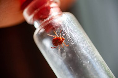 Doktorun elinde ixodik kene olan bir test tüpü var.