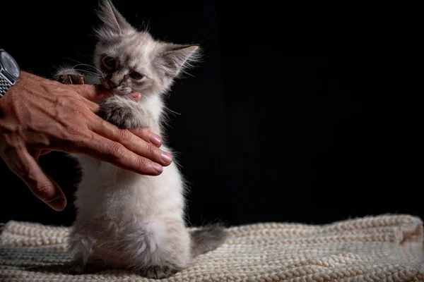 Bebé gato jugando con la mano — Foto de Stock