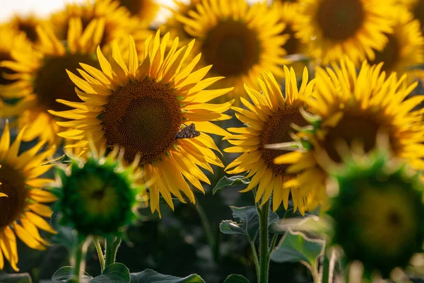 Крупним планом красивий соняшник в полі — стокове фото