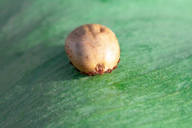 Tehlikeli bir parazit ve enfeksiyon taşıyıcı akar