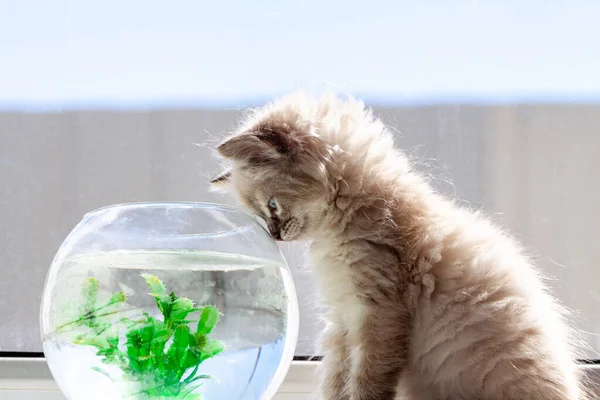 Любопытный красный котенок с золотой рыбкой в аквариуме — стоковое фото