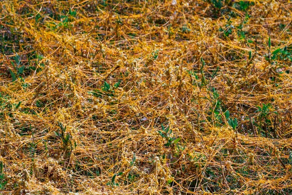 Dodder Genere Cuscuta è il parassita avvolge — Foto Stock