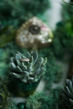 kaktüs ile altın yüzük