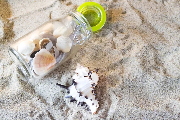 Arka planda kum olan deniz kabukları
