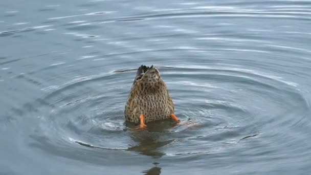 Filmación de pato nadando en el lago en el parque. Vídeo HD . — Vídeo de stock