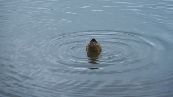 Filmación de pato nadando en el lago en el parque. 4K — Vídeo de stock