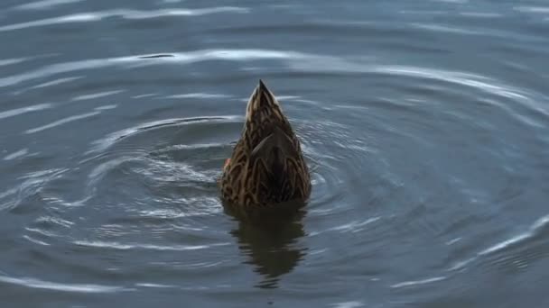 Μήκος σε πόδηα πάπια κολύμπι στη λίμνη στο πάρκο. Βίντεο HD. — Αρχείο Βίντεο