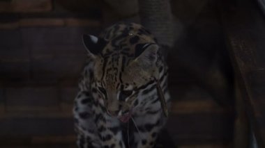 Hayvanat Bahçesi kafeste oturan görüntüleri leopar. 4k