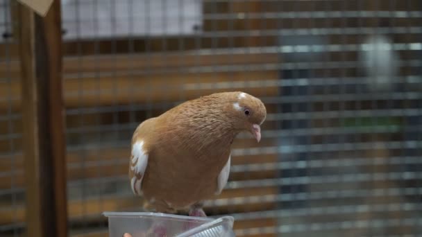 Кадри голуб сидить у клітці крупним планом. 4-кілометровий — стокове відео