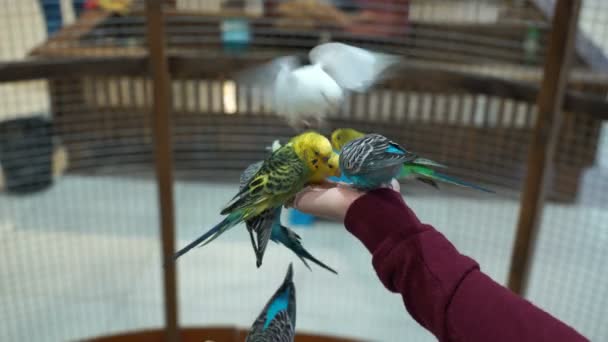 영상 사람들 손 budgies 품고 있다. 4 k — 비디오