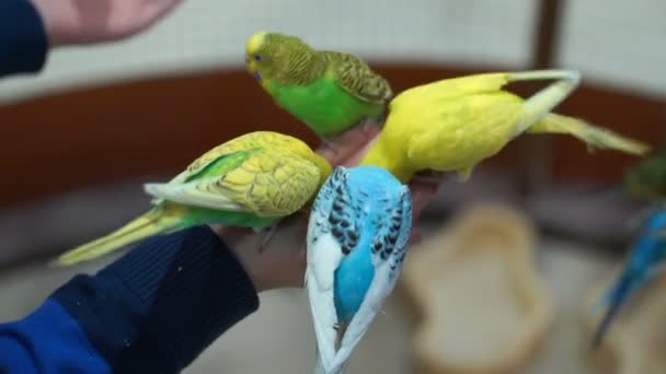 Felvétel az emberek etetett megjelöl-val kézi budgies. 4k — Stock videók