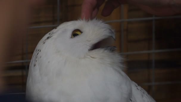 Séquence Femme caressant un hibou blanc. au ralenti 120 ips. hd — Video