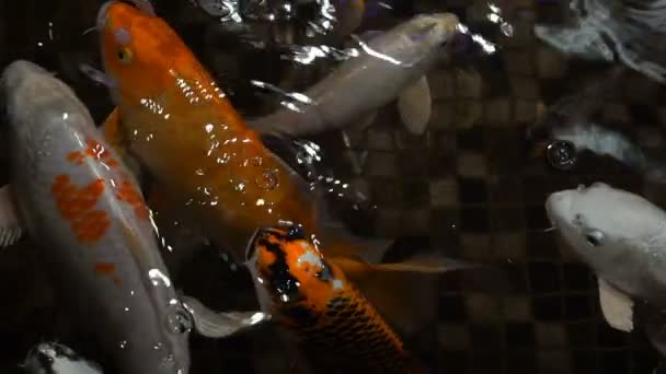 Μήκος σε πόδηα ψάρια σε ένα μεγάλο ενυδρείο closeup. Αργή κίνηση 120 fps. — Αρχείο Βίντεο