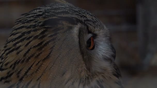 Footage Owl nära upp porträtt. Slow motion 120 fps hd — Stockvideo