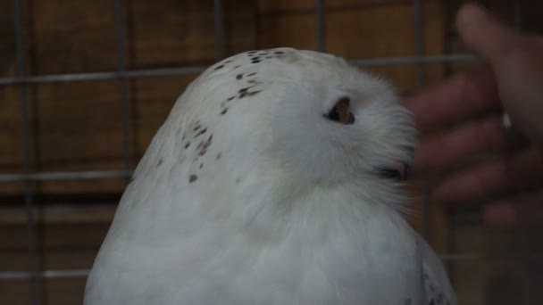 白いフクロウをなでる女性の映像。スローモーション 120 fps。hd — ストック動画