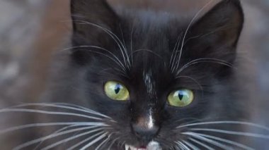 Görüntüleri portre siyah ve beyaz kedi closeup