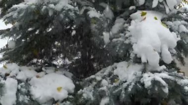 görüntüleri kar köknar düşüyor. ağır çekim 120 fps