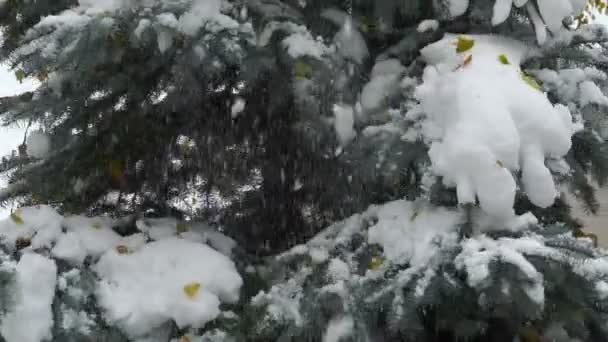 Footage snö faller från fir. slowmotion 120 fps — Stockvideo