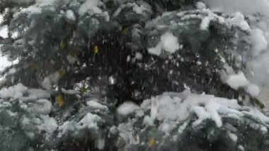 görüntüleri kar köknar düşüyor. ağır çekim 120 fps