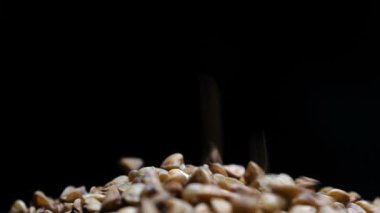 Görüntüleri buğday bir tabak düşüyor. HD