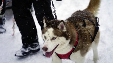 Kışın Husky açık havada yakın çekim.