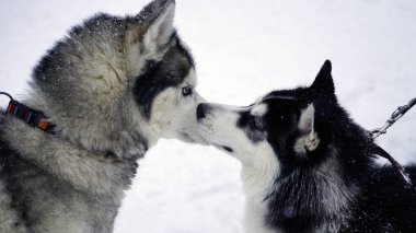 Kışın Husky açık havada yakın çekim.