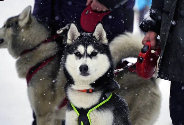 Kışın Husky açık havada yakın çekim.