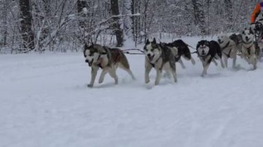 Husky yarışta açık havada kış.