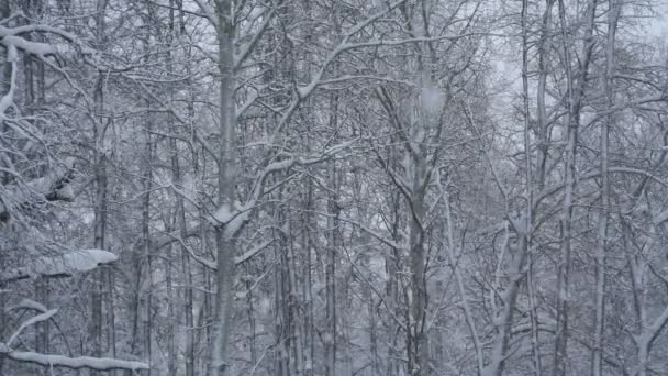 Filmaufnahmen, wie große Schneeflocken in einem Wald fallen. 4k — Stockvideo