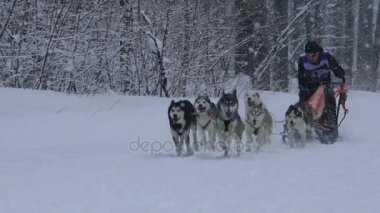 Samara, Rusya - 6 Ocak 2017: köpek kızağı yarış kışın karlı bir yolda.