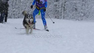 Samara, Rusya - 6 Ocak 2017: köpek kızağı yarış kışın karlı bir yolda.