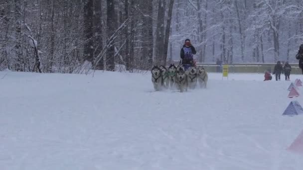Samara, Rusia - 6 de enero de 2017: carrera de trineos para perros en una carretera nevada en invierno . — Vídeos de Stock