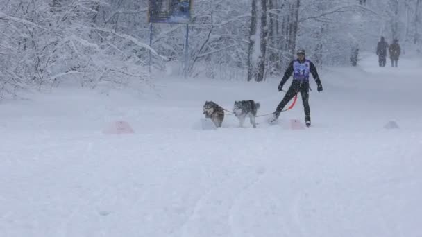 Samara, Rússia - 6 de janeiro de 2017: corrida de trenó para cães em uma estrada nevada no inverno . — Vídeo de Stock
