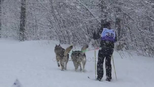 Samara, Rusko - 6 ledna 2017: sáňkovat pes závod na zasněžené silnici v zimě. — Stock video