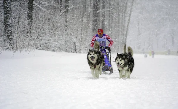 Husky yarışta açık havada kış. — Stok fotoğraf