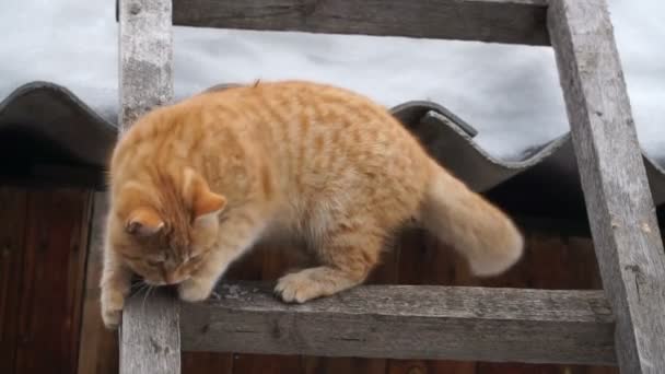 Red cat down the stairs — Stock Video