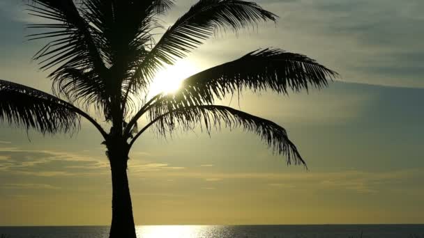 Palm tree på bakgrunden av havet. — Stockvideo